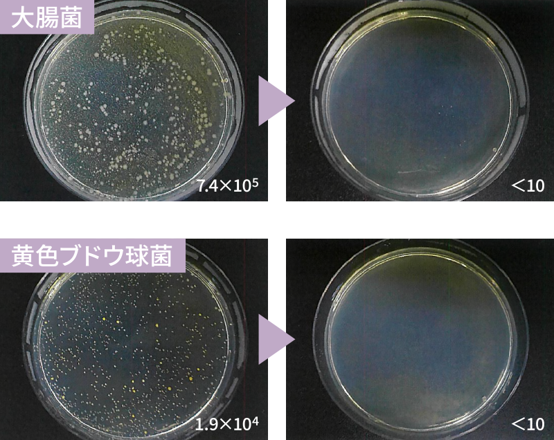 大腸菌&黄色ブドウ球菌試験結果